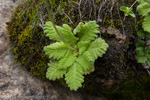 <i>Primula cawdoriana </i>