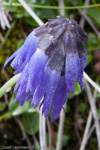 <i>Primula cawdoriana </i>