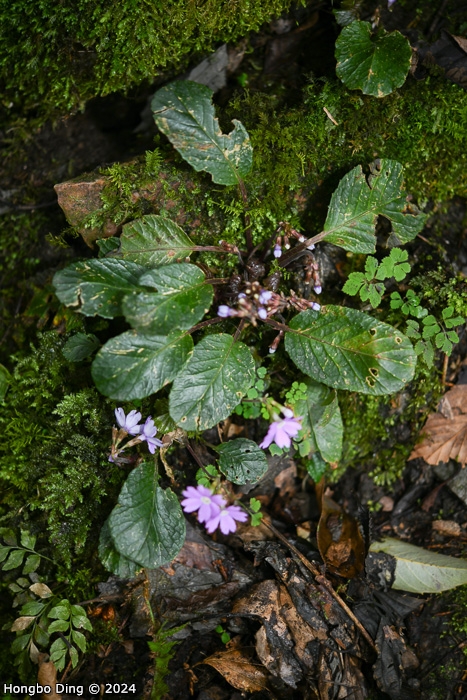 <i>Primula chartacea </i>