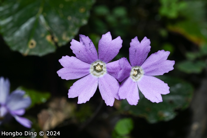 <i>Primula chartacea </i>