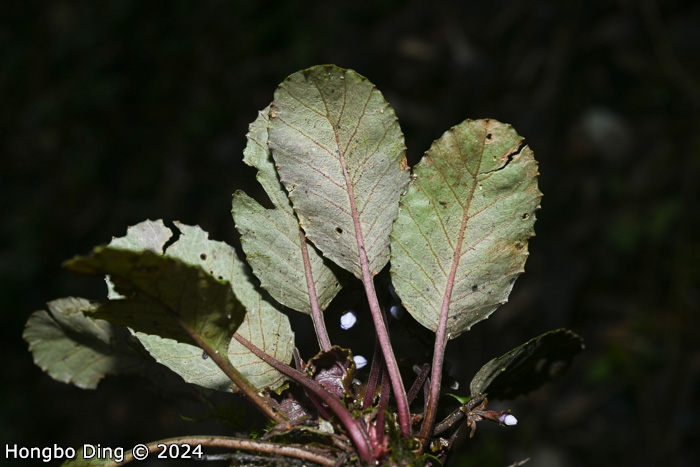 <i>Primula chartacea </i>