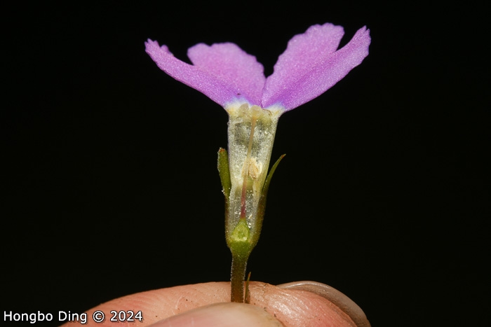 <i>Primula chartacea </i>