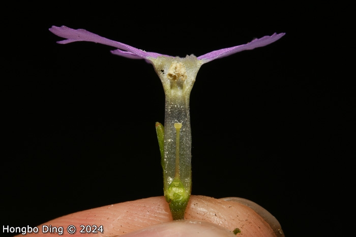 <i>Primula chartacea </i>