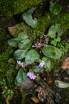 <i>Primula chartacea </i>