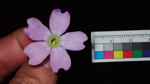 <i>Primula chimingiana </i>