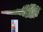 <i>Primula chimingiana </i>