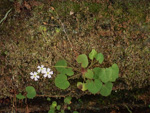 <i>Primula chishuiensis </i>