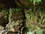 <i>Primula chishuiensis </i>