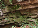 <i>Primula chishuiensis </i>