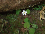 <i>Primula chishuiensis </i>