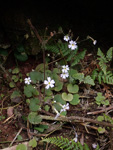 <i>Primula chishuiensis </i>