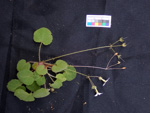 <i>Primula chishuiensis </i>