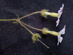 <i>Primula chishuiensis </i>