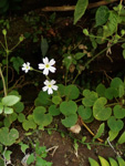 <i>Primula chishuiensis </i>