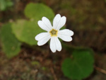 <i>Primula chishuiensis </i>