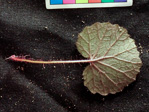 <i>Primula chishuiensis </i>