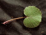 <i>Primula chishuiensis </i>