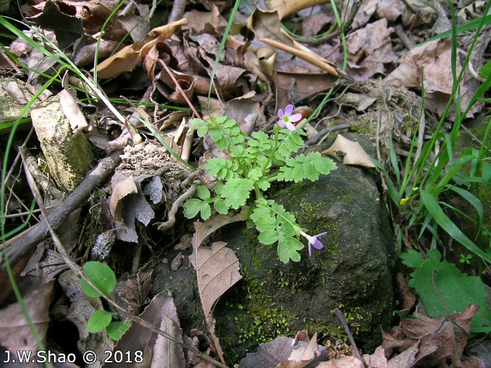 <i>Primula cicutariifolia </i>