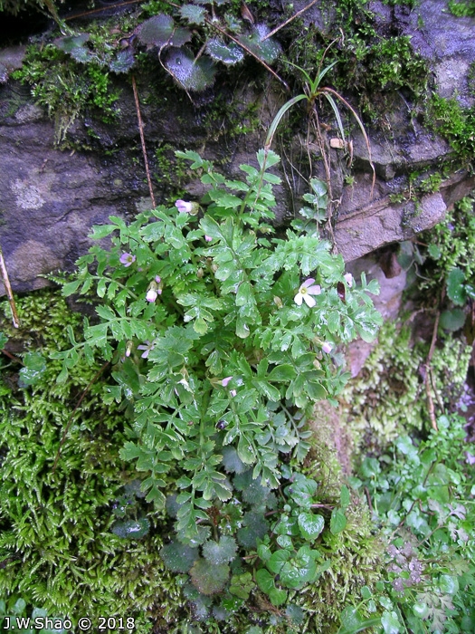 <i>Primula cicutariifolia </i>