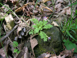 <i>Primula cicutariifolia </i>