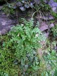 <i>Primula cicutariifolia </i>