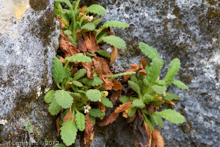 Primula coelata