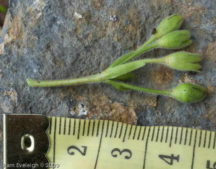 Primula coelata