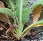 Primula coelata