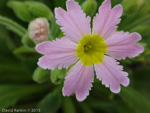 Primula coelata