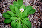 Primula coelata