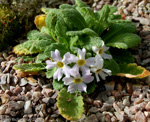 Primula coelata