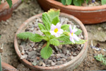 Primula coelata