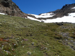 <i>Primula comberi </i>
