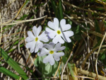 <i>Primula comberi </i>
