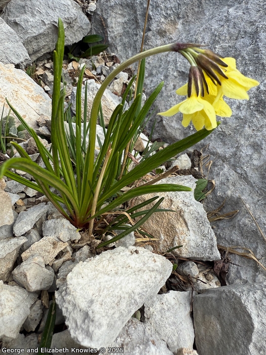 <i>Primula crocifolia </i>