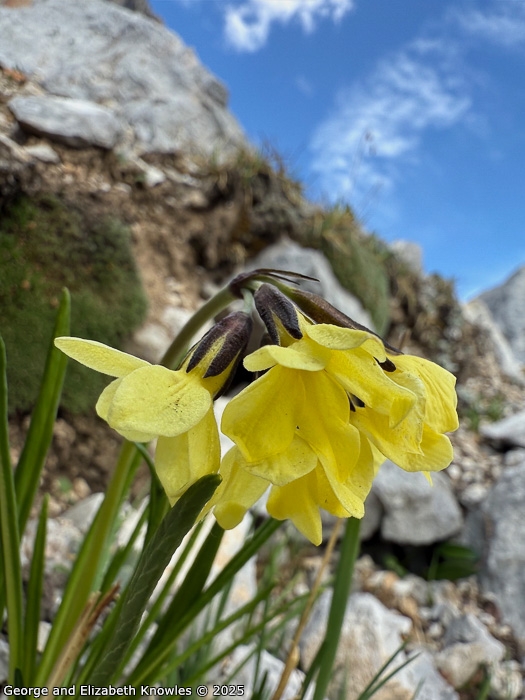 <i>Primula crocifolia </i>