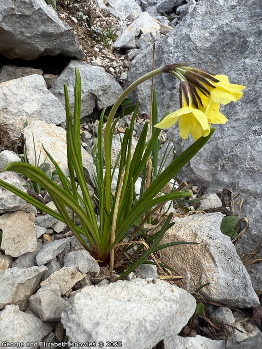 <i>Primula crocifolia </i>