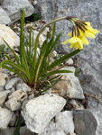 <i>Primula crocifolia </i>