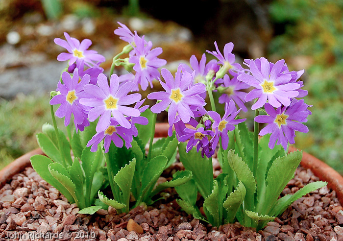 cuneifolia ssp heterodonta