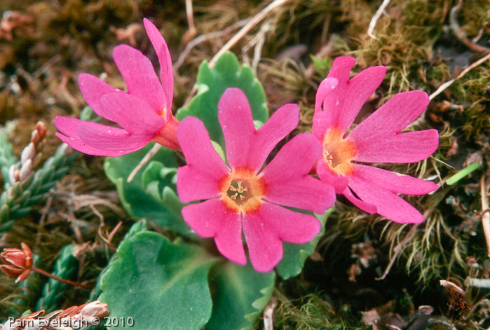 cuneifolia ssp saxifragifolia