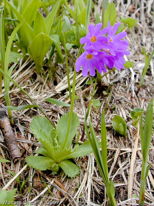 cuneifolia ssp hakusanensis