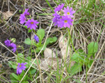 cuneifolia ssp cuneifolia