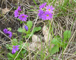 cuneifolia ssp cuneifolia