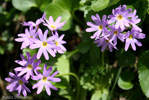 cuneifolia ssp hakusanensis