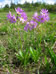 cuneifolia ssp hakusanensis