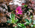 cuneifolia ssp saxifragifolia