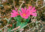 cuneifolia ssp saxifragifolia