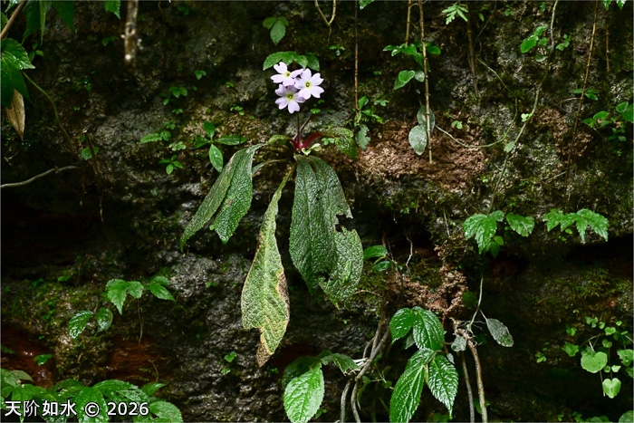 <i>Primula dejuniana </i>