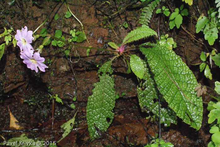 <i>Primula dejuniana </i>