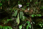 <i>Primula dejuniana </i>